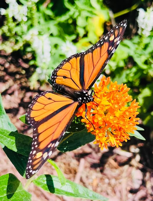 572135523 18024696497755576 4815833910546204309 n